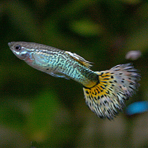 Why Is My Guppy Fish Swimming Vertically [Cure] - Bleeping World